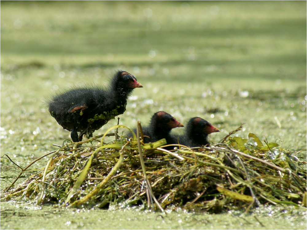 Kleiner "Dreckspatz"