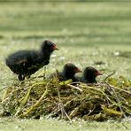 Kleiner "Dreckspatz"