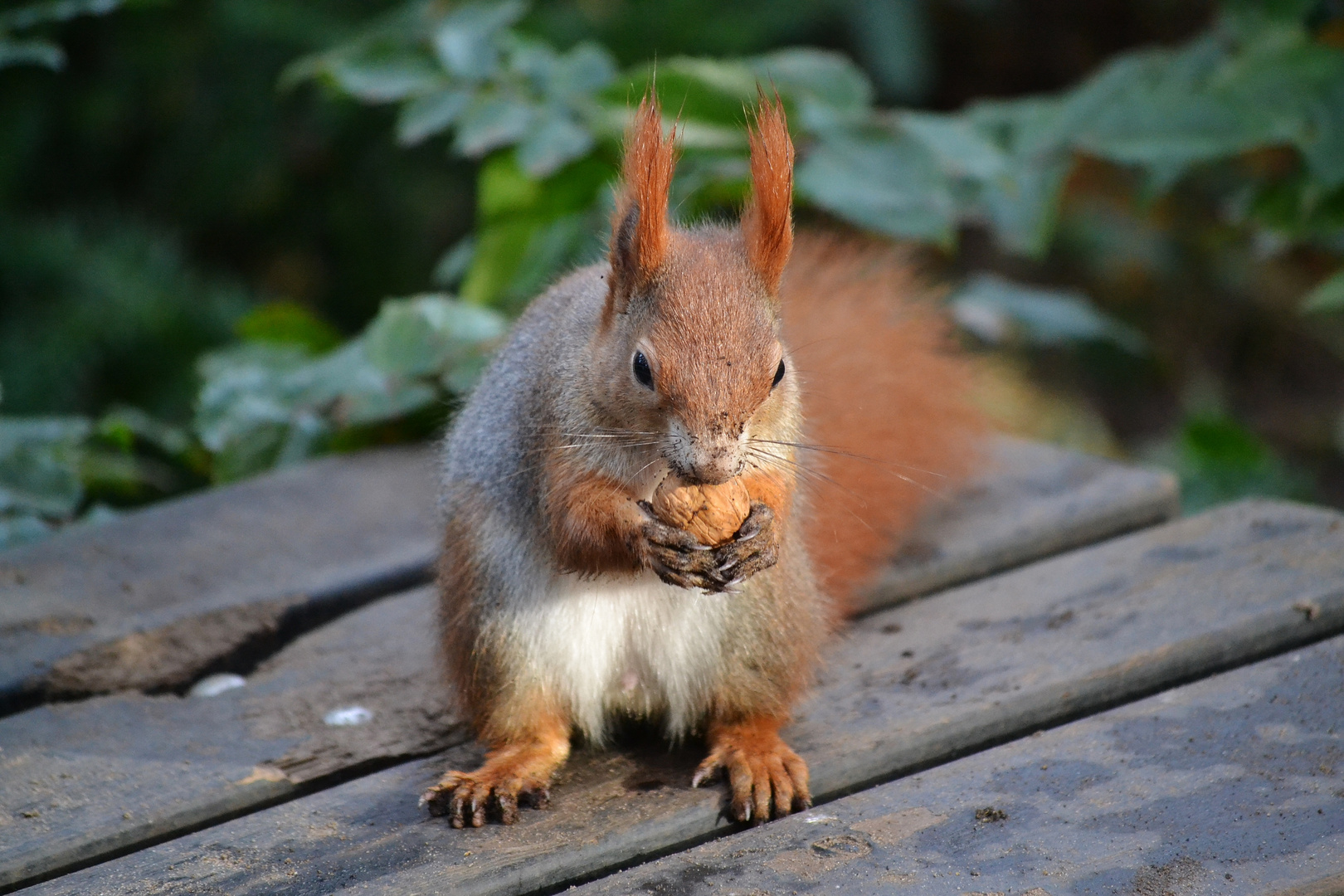 Kleiner Dreckspatz