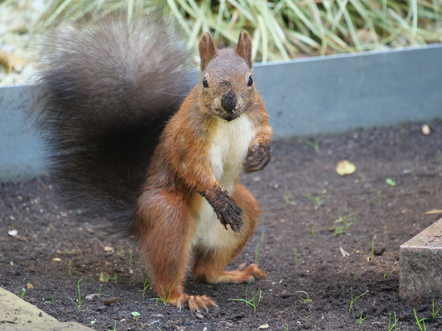 Kleiner Dreckspatz (Sciurus Drecspacicus)