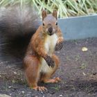 Kleiner Dreckspatz (Sciurus Drecspacicus)