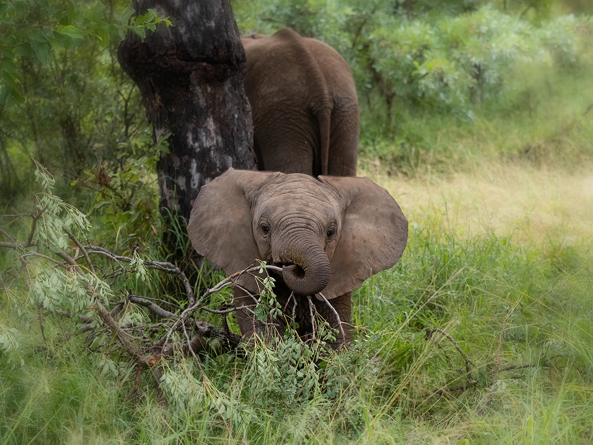 Kleiner Dumbo