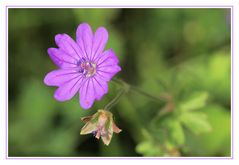 Kleiner eher unscheinbarer Wiesenblüher