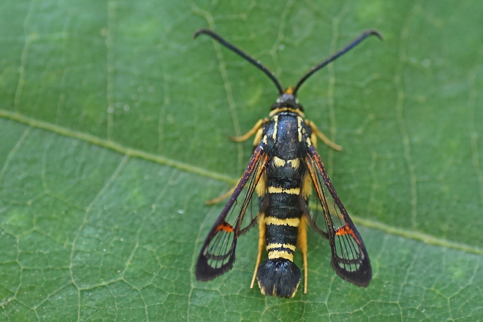 Kleiner Eichen-Glasflügler (Synanthedon vespiformis)