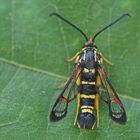 Kleiner Eichen-Glasflügler (Synanthedon vespiformis)