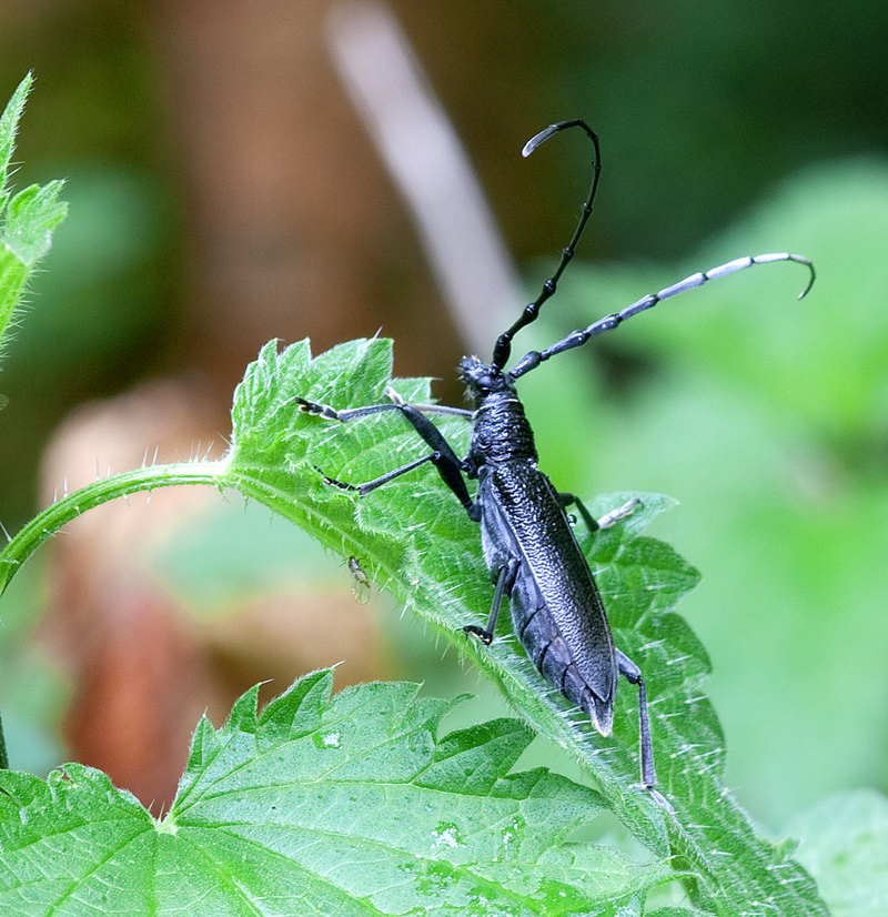 Kleiner Eichenbock