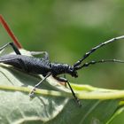 kleiner Eichenbock