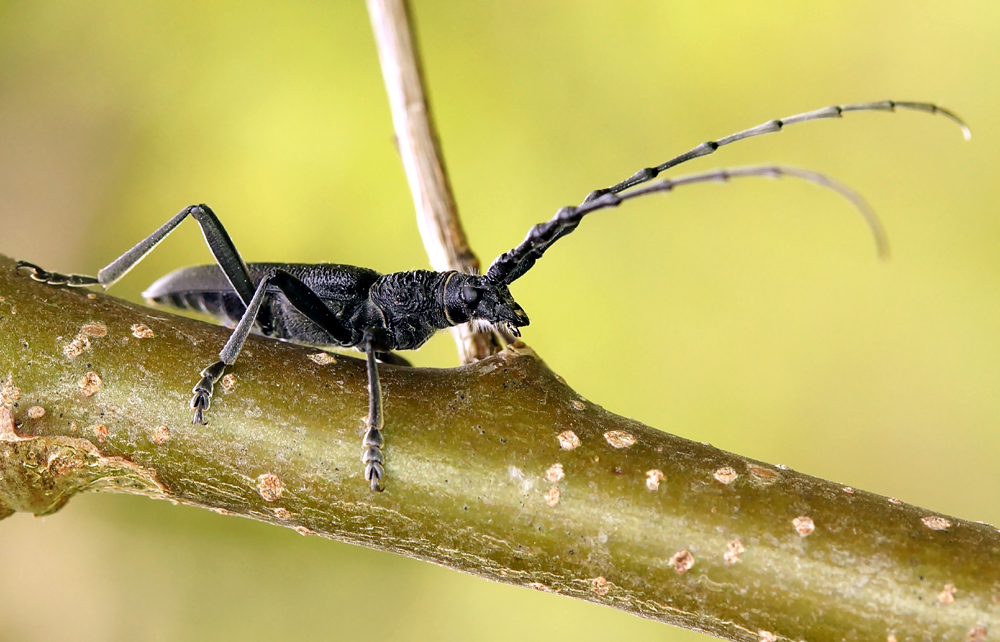 Kleiner Eichenbock