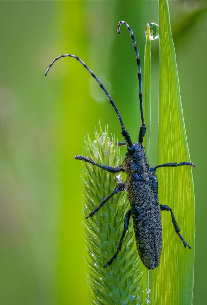 Kleiner Eichenbock