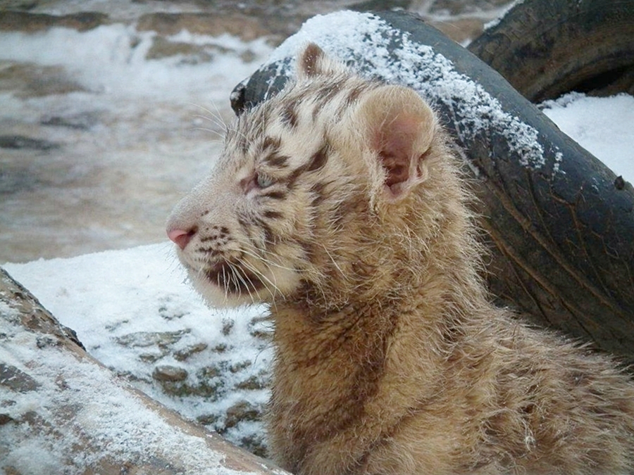 Kleiner ( eigentlich weisser :-) )Tiger