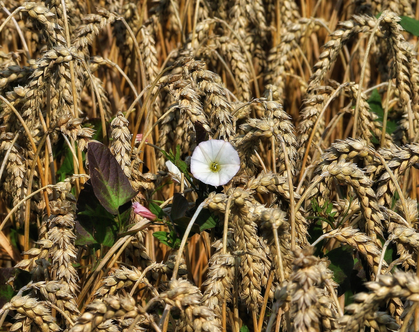 Kleiner Eindringling