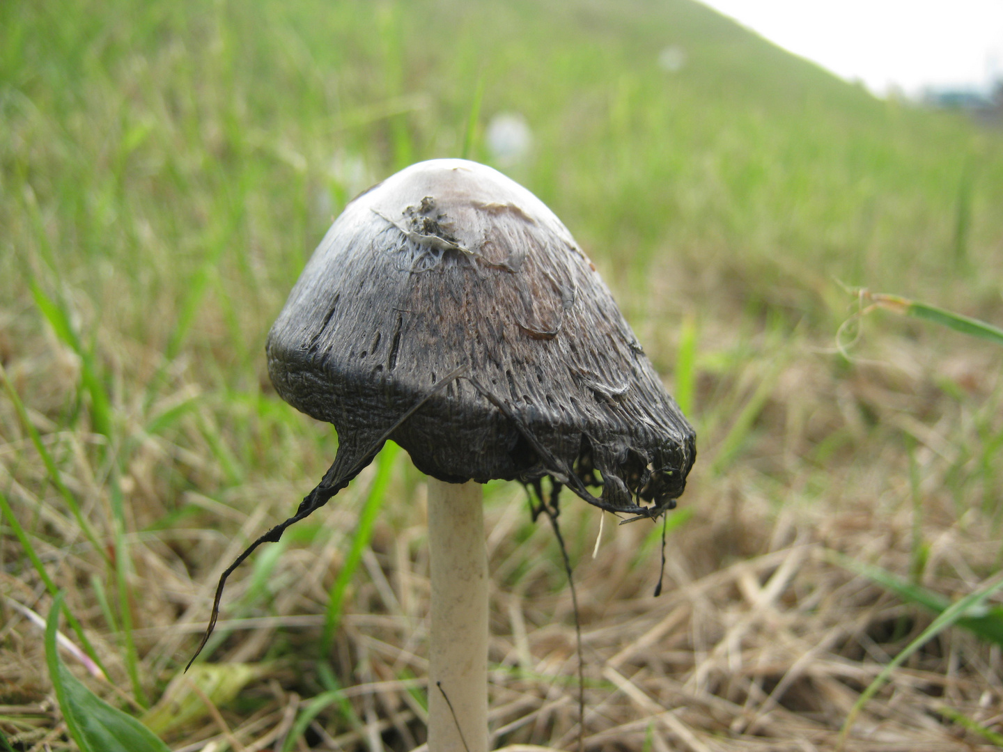 Kleiner einsamer Pilz