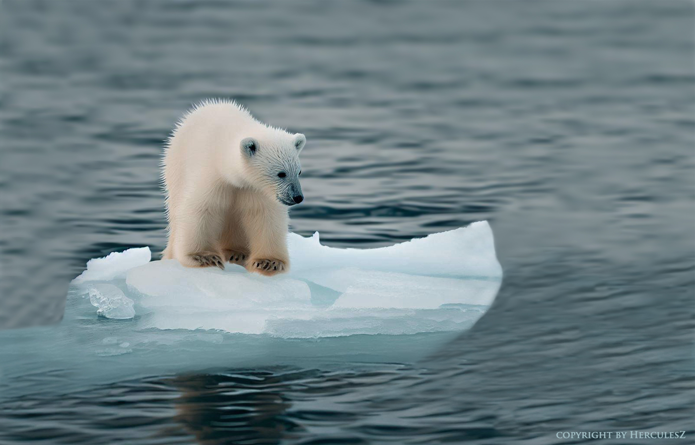 Kleiner Eisbär