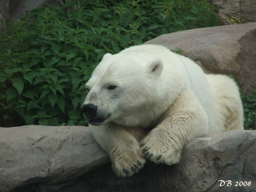 Kleiner Eisbär