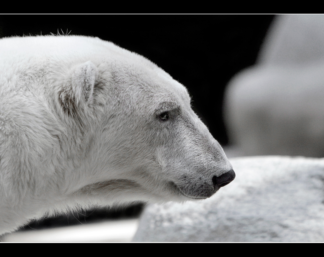 Kleiner Eisbär  !!