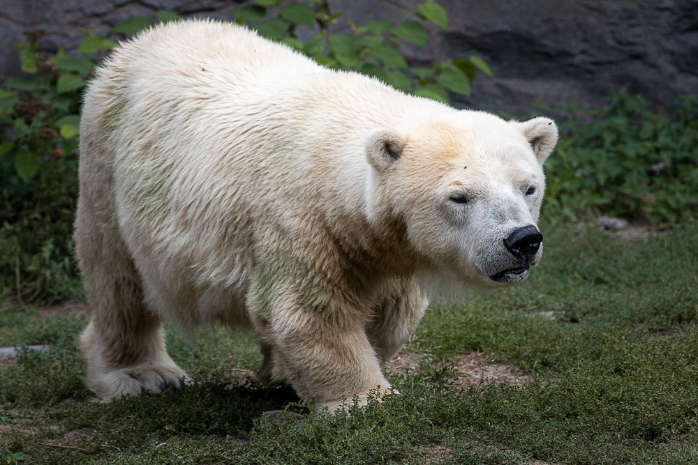 kleiner Eisbär Foto & Bild | tiere, zoo, wildpark & falknerei