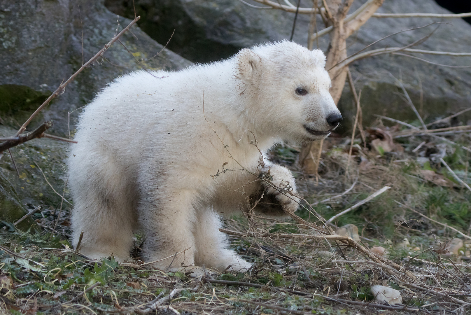 Kleiner Eisbär