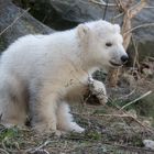 Kleiner Eisbär