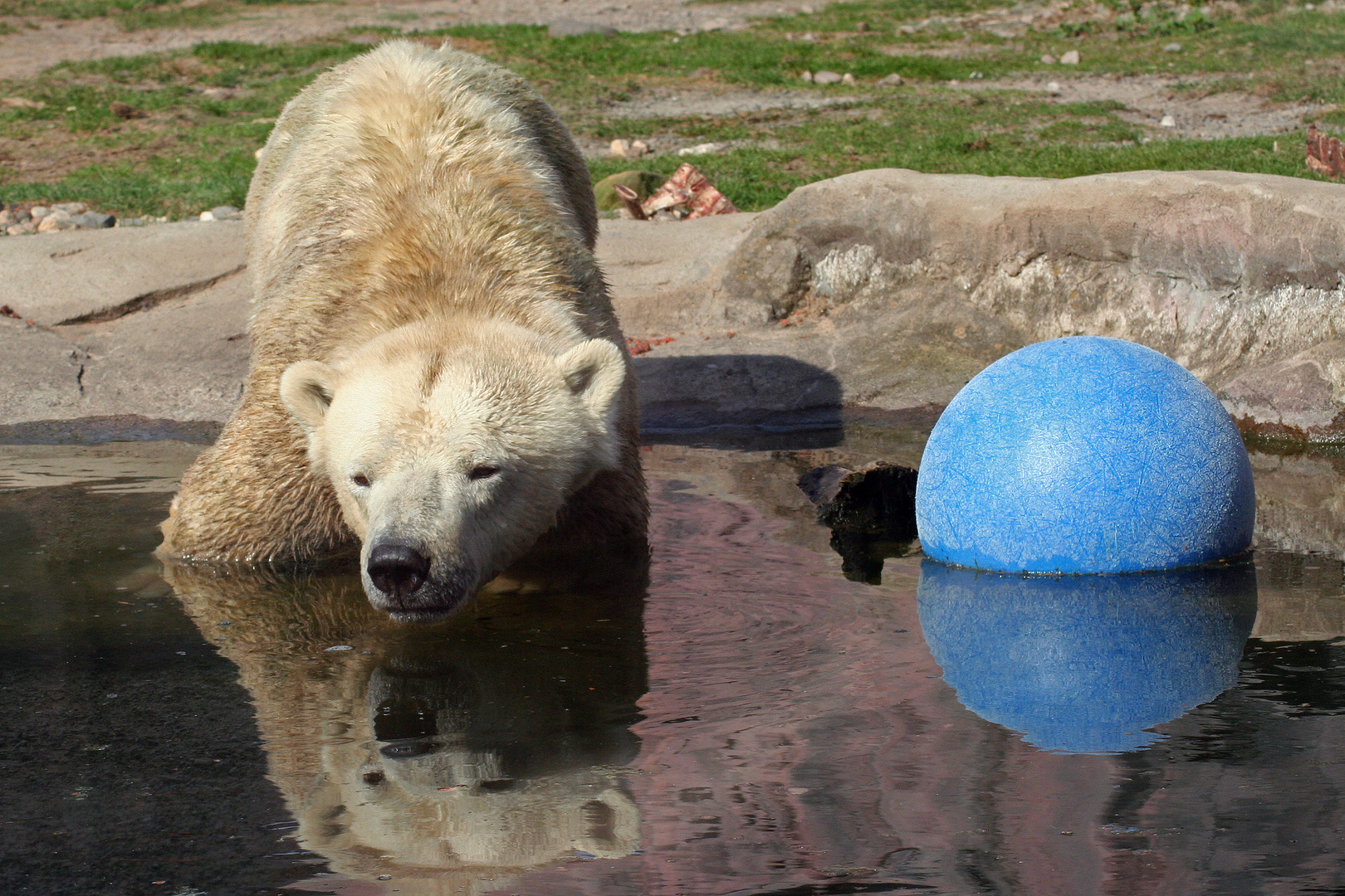 Kleiner Eisbär