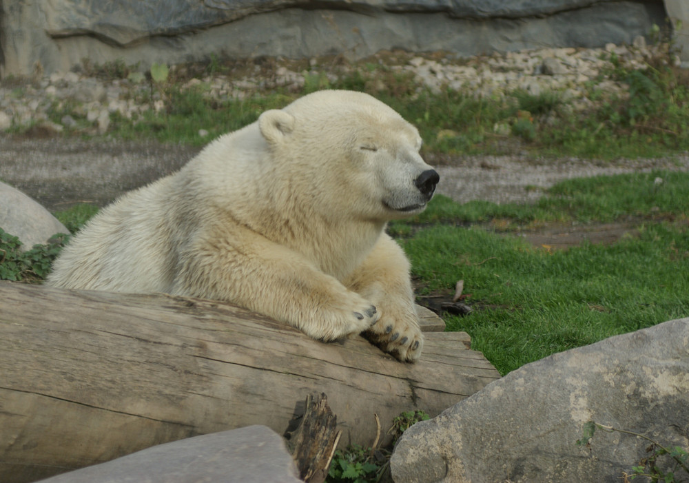 Kleiner Eisbär