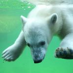 kleiner eisbär