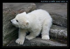 Kleiner Eisbär GANZ GROSS !!!!!!!!!!!!!!!!!!!!!!