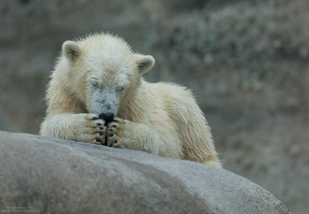 Kleiner Eisbär ganz müde