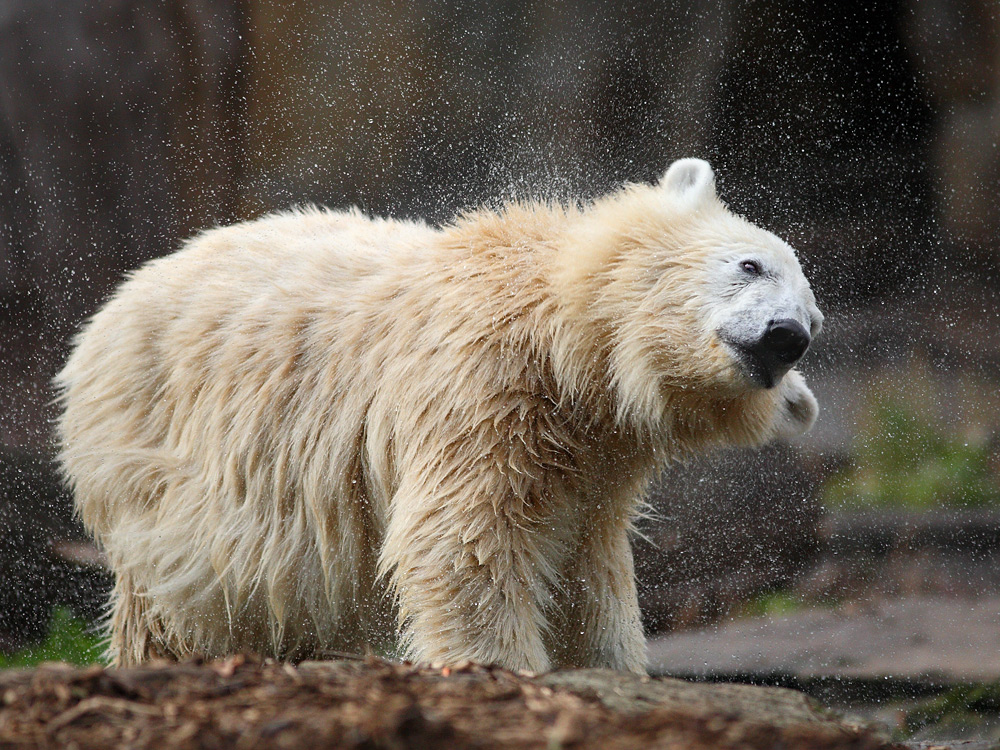 Kleiner Eisbär schüttelt sich ...