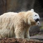 Kleiner Eisbär schüttelt sich ...