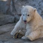 Kleiner Eisbärenteddy