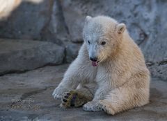 Kleiner Eisbärenteddy