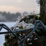 kleiner Eisblütenwald