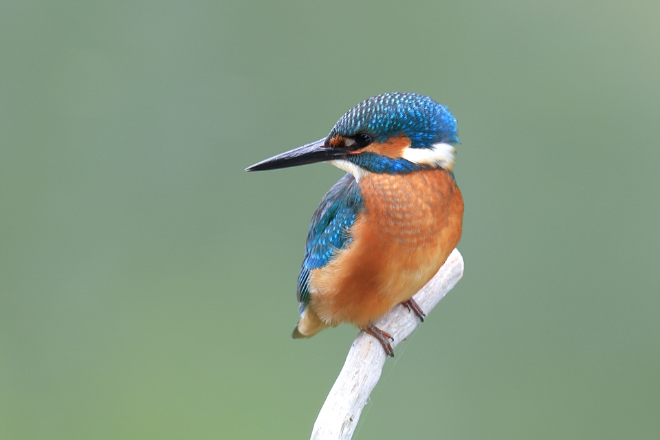 Kleiner Eisiemann - Alcedo atthis