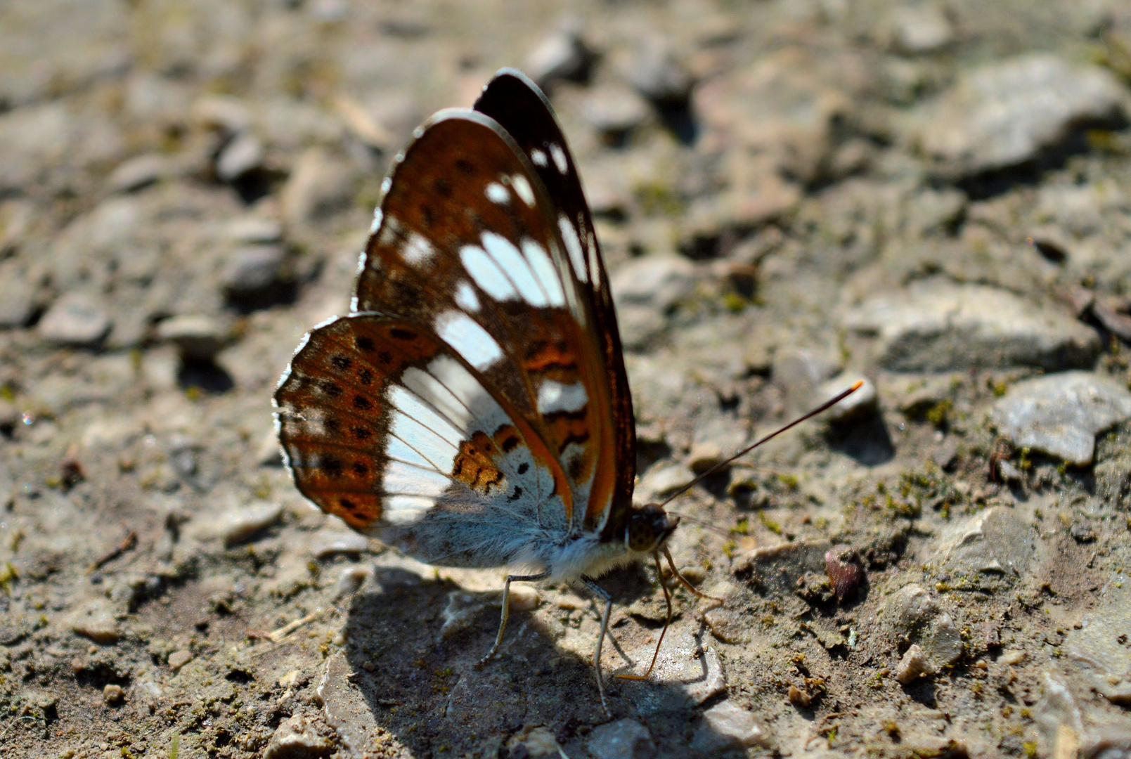 Kleiner Eisvogel 002