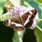 Kleiner Eisvogel