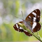 Kleiner Eisvogel