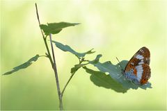 Kleiner Eisvogel