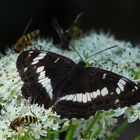 Kleiner Eisvogel