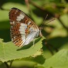 Kleiner Eisvogel