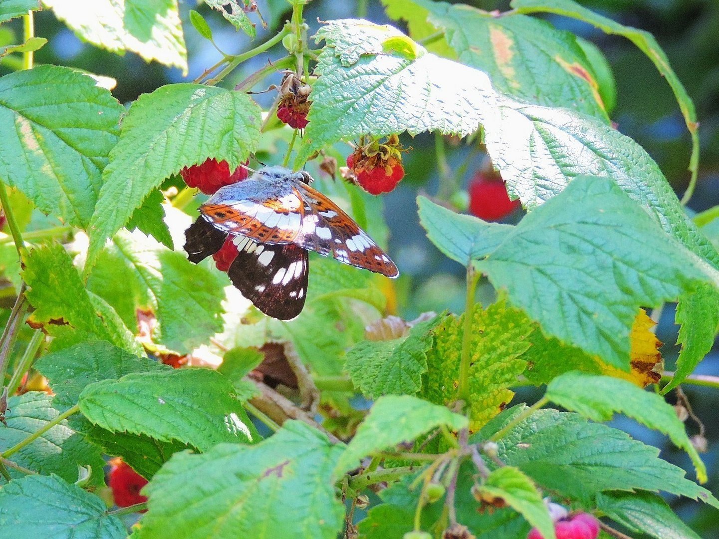 kleiner Eisvogel