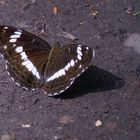 Kleiner Eisvogel