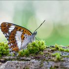 Kleiner Eisvogel