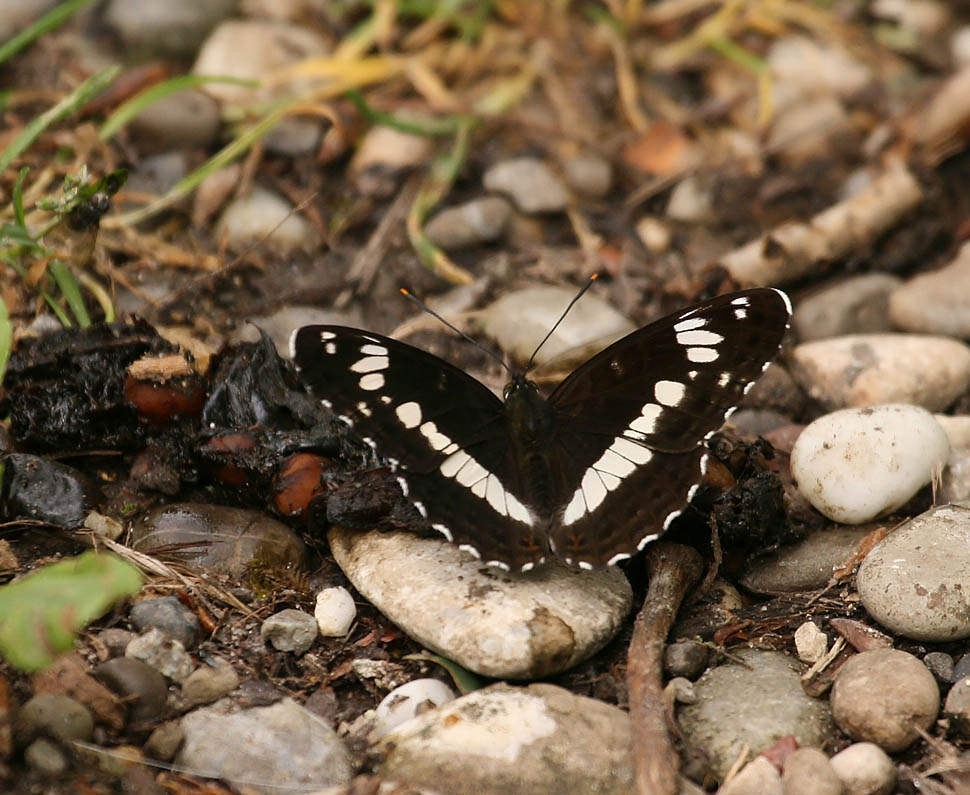 Kleiner Eisvogel