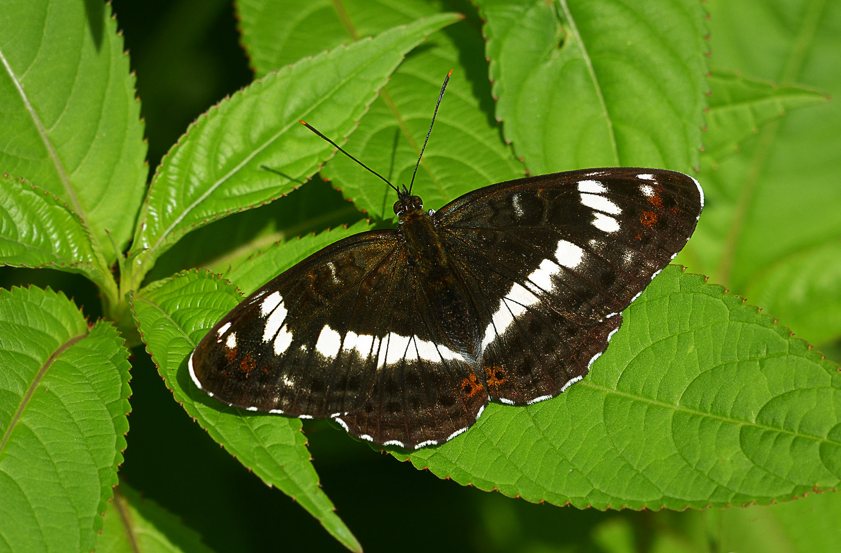 Kleiner Eisvogel