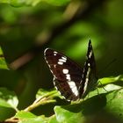 Kleiner Eisvogel