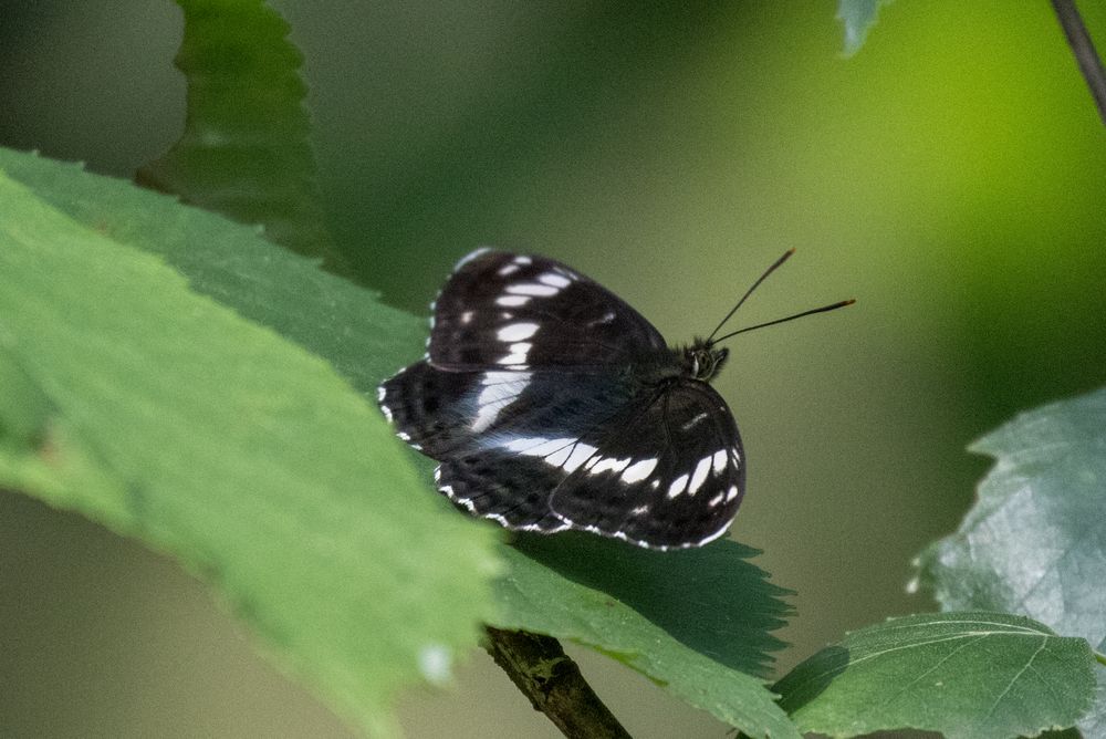 Kleiner Eisvogel