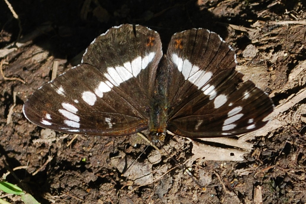 kleiner Eisvogel