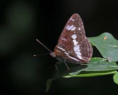 Kleiner Eisvogel