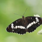 Kleiner Eisvogel 