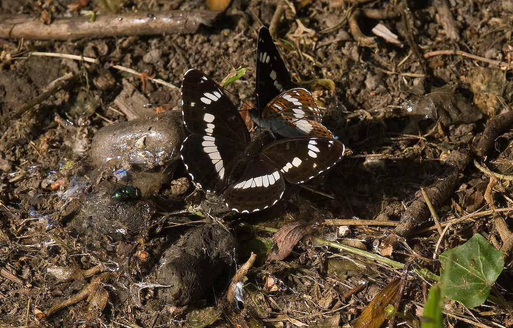 Kleiner Eisvogel